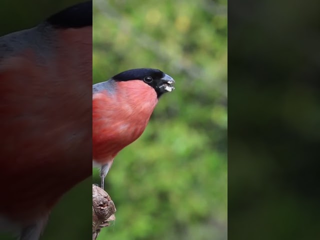 nature beauty, birds, #birds  #song  #viral #shortvideo #youtubeshorts #djremix #youtube #trending