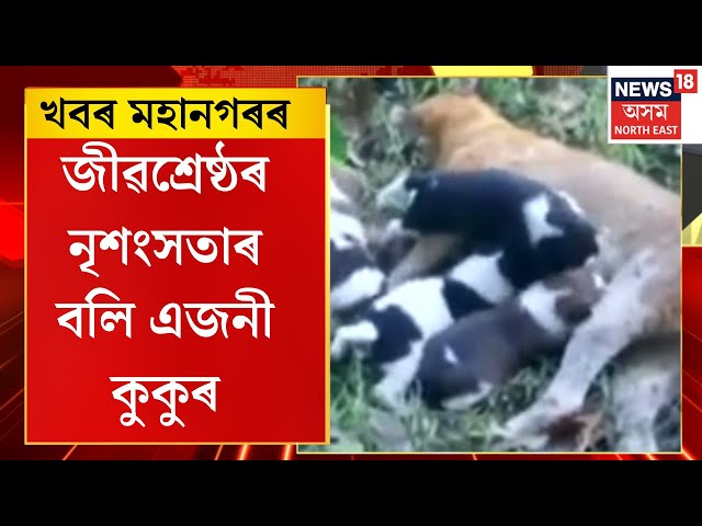 CITY NEWS | জীৱশ্ৰেষ্ঠৰ নৃশংসতাৰ বলি এজনী কুকুৰ, ফাৰ্মৰ ব্ৰইলাৰ খোৱাৰ বাবে মৰিয়াই মৰিয়াই হত্যা