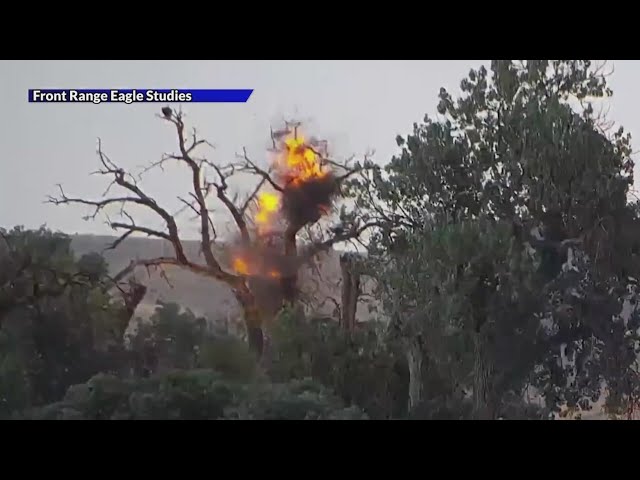 Lightning strike hits bald eagle nest in Boulder County