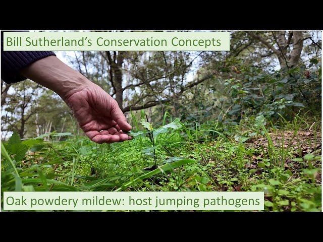 Host-jumping pathogens: the amazing story of oak mildew