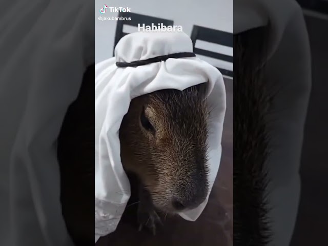 Habibara - záběry z jejího domova! 🤣🤣🤣 #youtube #shorts #Habibara #capybara