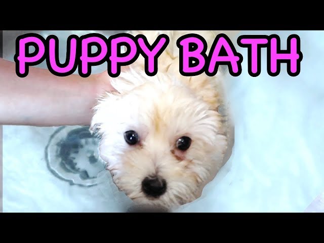 PUPPY'S FIRST BATH!! WITH CARTER SHARER & LIZZY SHARER 🐶💦 (10 Week Old Puppy)