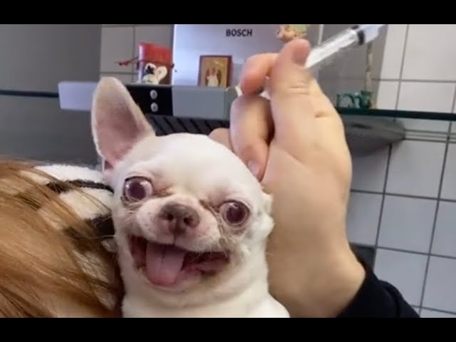 The FUNNIEST Pet Shorts 😹🤳| BEST viral videos