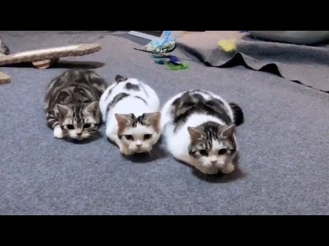 Super Cute and Funny CAT and KITTEN Compilation