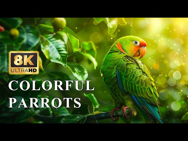 Beautiful Birds Collection | 8K VIDEO HDR 60FPS | Colorful Parrots