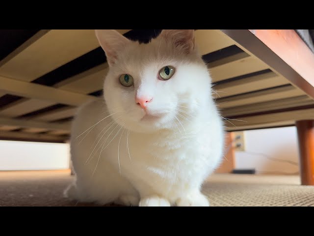 【Eng sub】#22. Local cat, Q, has cute paw pads.  There's a cat in my house.