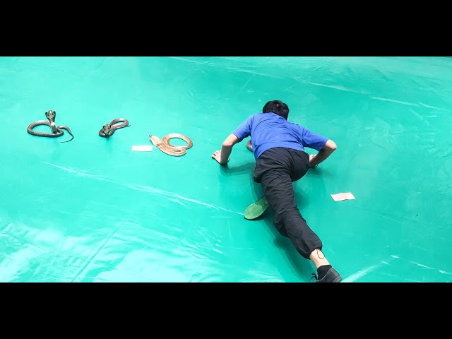 Show rắn Hổ mang 2 . Snake Tiger Show