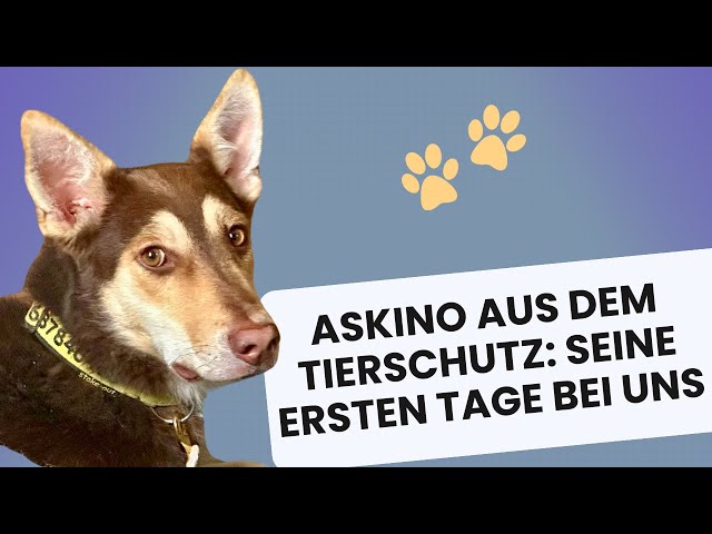 Askino aus dem Tierschutz: Seine ersten Tage bei uns! #tierschutz #hundetraining