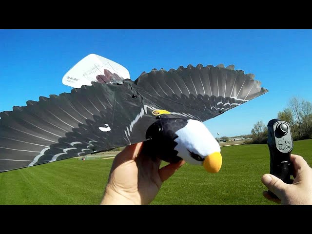 Go Go Bird Eagle RC Bird Flight Test Review