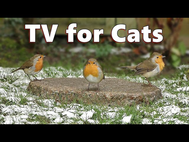 Cat TV ❄️ Birds for Cats to Watch on A Snowy Morning