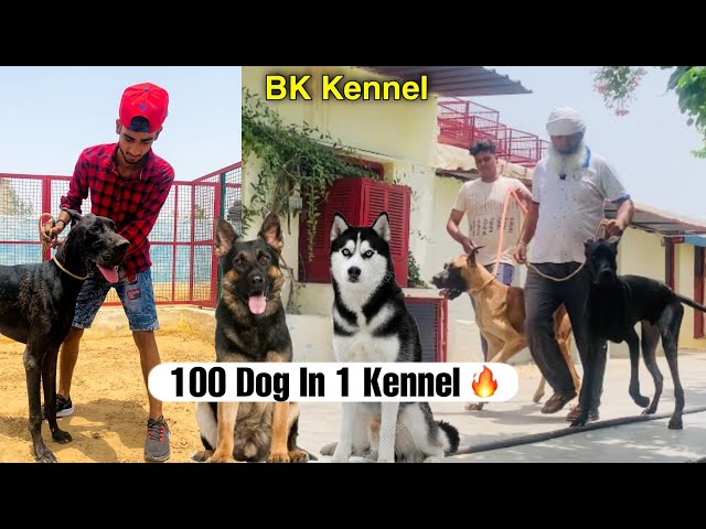 100 Dogs in 1 Kennel | Pitbull Greatdane German shepherd | cheapest dog market