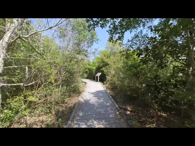 Live Oaks Walk - Insta360 EVO