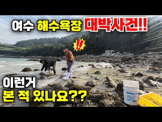 여수 해수욕장 대박사건!! 널려 있는 고급 술안주 스케일 장난없다!! (너무 커서 깜짝 놀랬어요)