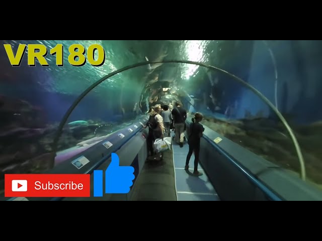 VR180 3D Russia St Petersburg aquarium - Okeanarium in Planeta Neptun shopping centre (Travel 4K/8K)