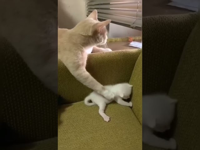 😹Cats Doing Cat Things😹 (14)