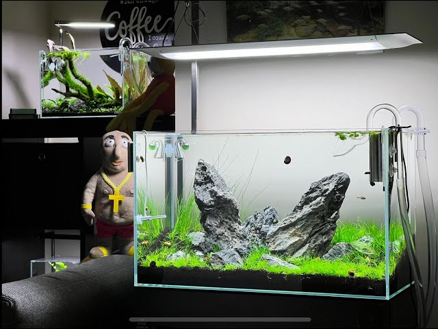 Step By Step Aquascaping Tutorial - Iwagumi Scape + Dark Start Method | 4K video