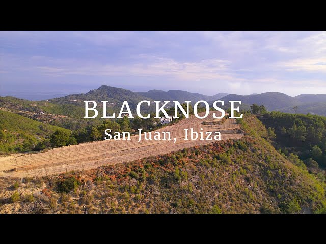 Blacknose wines and olive oil: born in the wild north of Ibiza