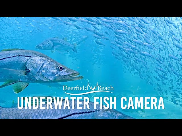 Underwater Camera - Deerfield Beach, Florida