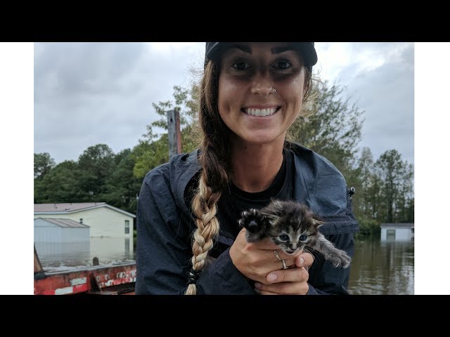 Kitten rescued from Florence floodwaters