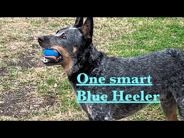 Sarge the Blue Heeler is one smart dog.. Bang dead dog