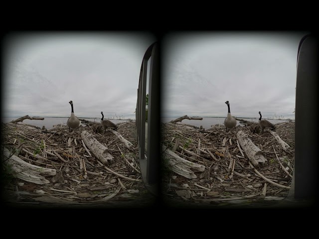 Canadian Goose and Gander Husband guard 4 huge eggs (vr1up) 3D Video (2 of 2)