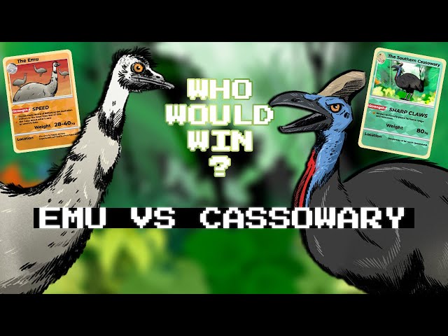 Emu vs Cassowary: Who would win in a fight?