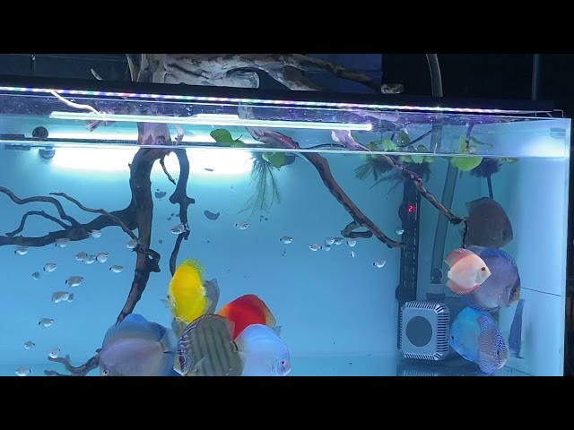 Newbie’s discus tank (bare bottom)