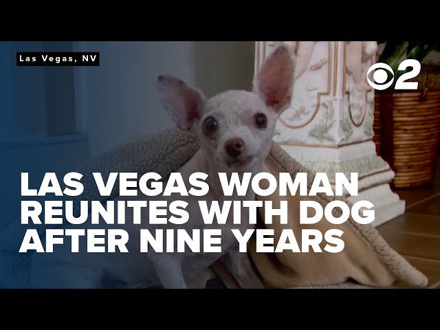 Las Vegas woman reunites with missing dog after nine years apart