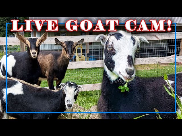 Pregnant Goats - Watch our Tummies Grow - | SYMAN SAY FARMS