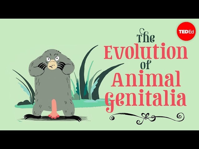 The evolution of animal genitalia - Menno Schilthuizen