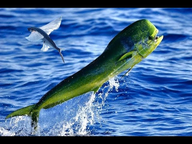 How to Catching Dorado Fish | Mahi Mahi | on Flying Fish | Big сatch | How to catch mahi mahi