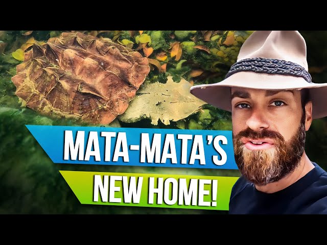 Time to get my NEW Mata Mata into the CREEK!