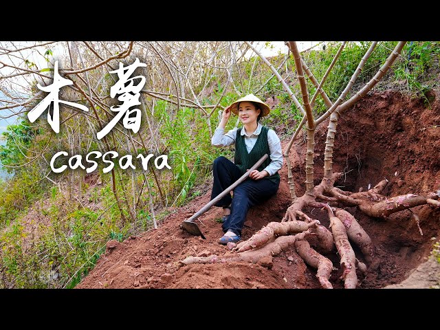 “Tracking the Roots” Bring Sweetness to the Villagers with Boba Tea and Taro Balls Made from Cassava