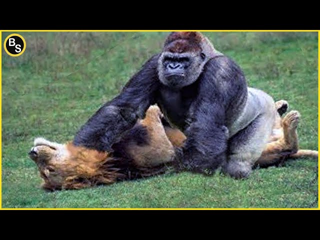 Top 10 Strongest African Animals