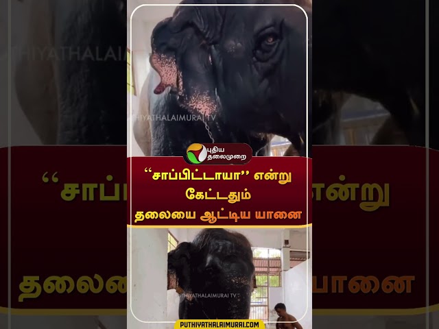 ''சாப்பிட்டாயா'' என்று கேட்டதும் தலையை ஆட்டிய யானை | #shorts | #thoothukudi | #elephant