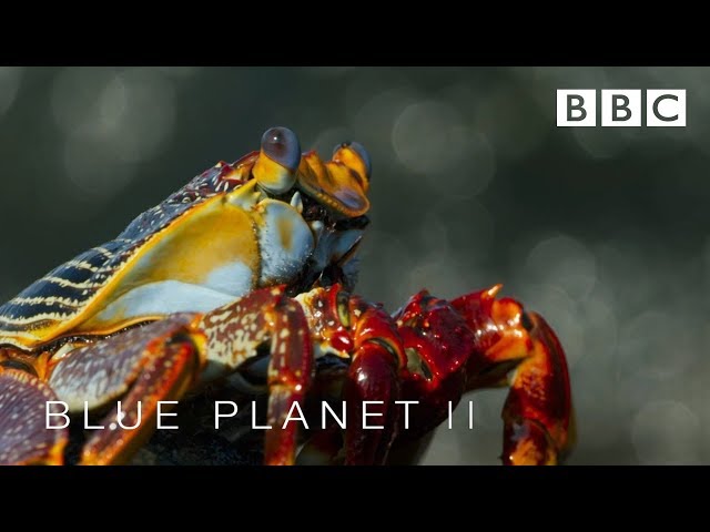 Lightfoot crabs ambushed by eels and octopuses | Blue Planet II - BBC