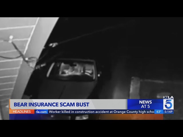 Man in bear suit insurance fraud scheme garners laughs, eyerolls