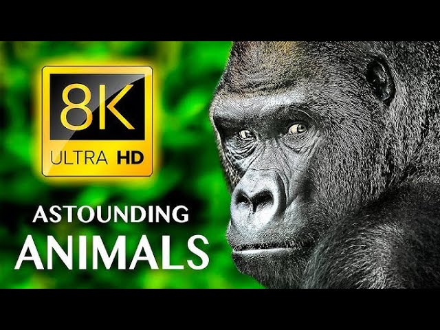 Melody Animals Baby Animals - Amazing World OF YoungAnimals |4K Scenic Relaxation  [ULTRA HD 4K]