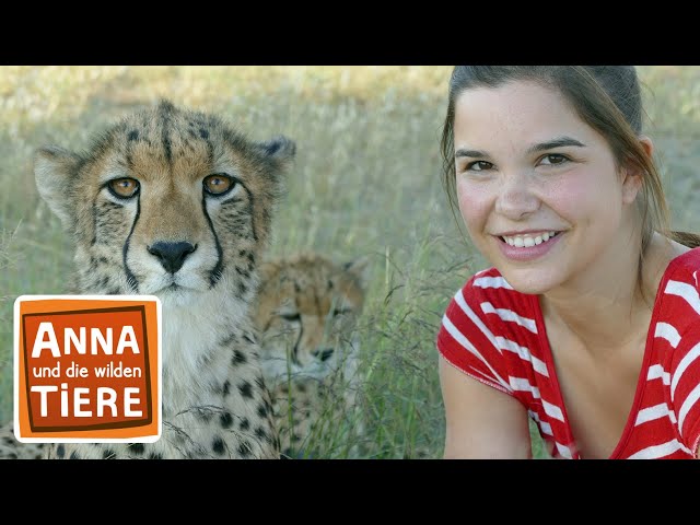 So jagt der Gepard | Reportage für Kinder | Anna und die wilden Tiere