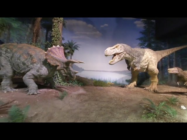 Triceratops VS Tyrannosaurus (3D180)