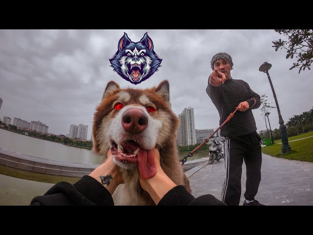 ANGRY DOG vs PARKOUR THIEF (Epic Parkour Chase POV)