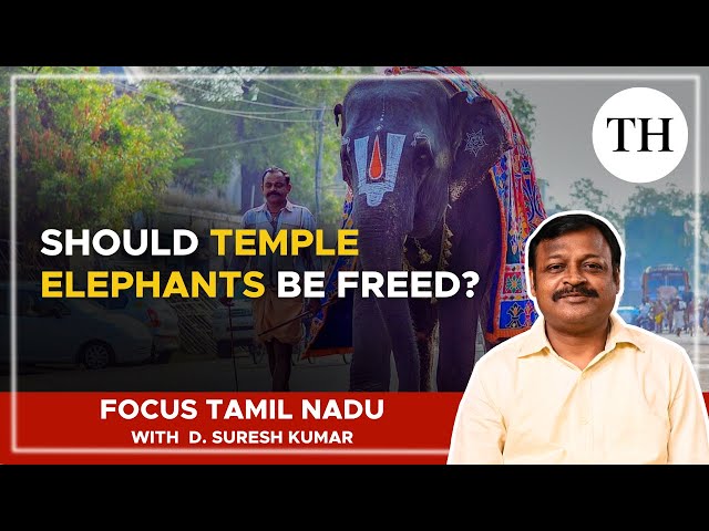 Should temple elephants be freed? | Focus Tamil Nadu