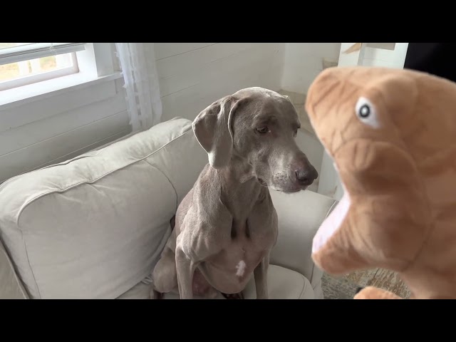 Weimaraner gets a Costco  T-Rex￼