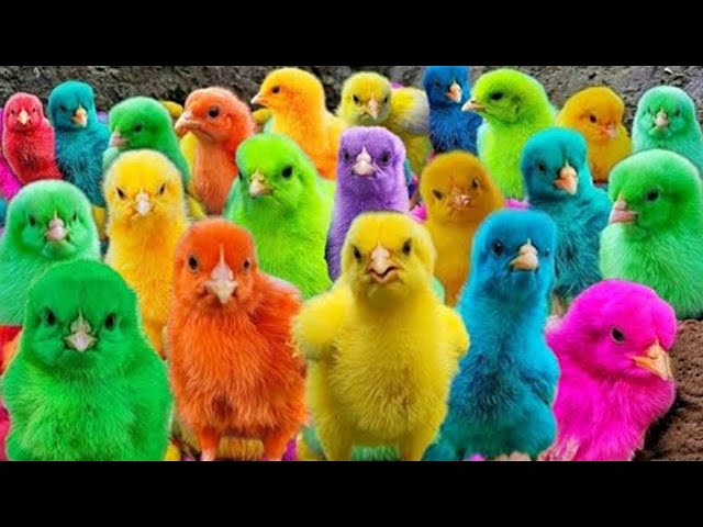 World Cute Chickens, Colorful Chickens, Rainbows Chickens, Cute Ducks, Cat, Rabbits,Cute Animals🐤🐣🦆🐟