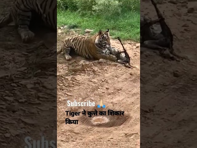 Tiger killed dog at zone 2 Ranthambore National Park,Tiger attack dog #Shorts #bigcat #tiger #yt