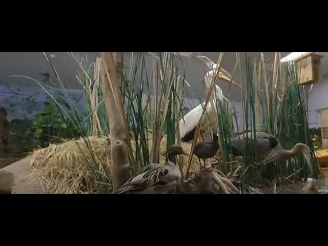 Eagle Creek Ornithology Bird Center - 3D VR180 (180 Degrees) Video Collage