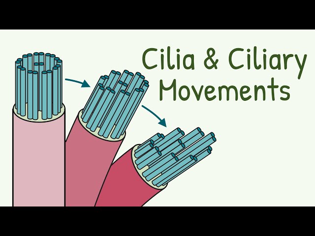 Mechanism of Ciliary Movement || Structure of Cilia || How do Cilia Move? || Mucociliary Clearnace