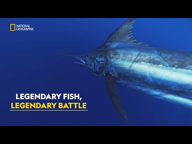 Monster Marlin Hunt | Legendary Catch | हिंदी | Full Episode | S1 - E5 | Nat Geo Wild