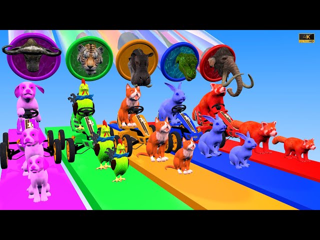 Paint Animals Dog chicken cat rabbit bear Wild Animals Crossing Fountain Animation and change color