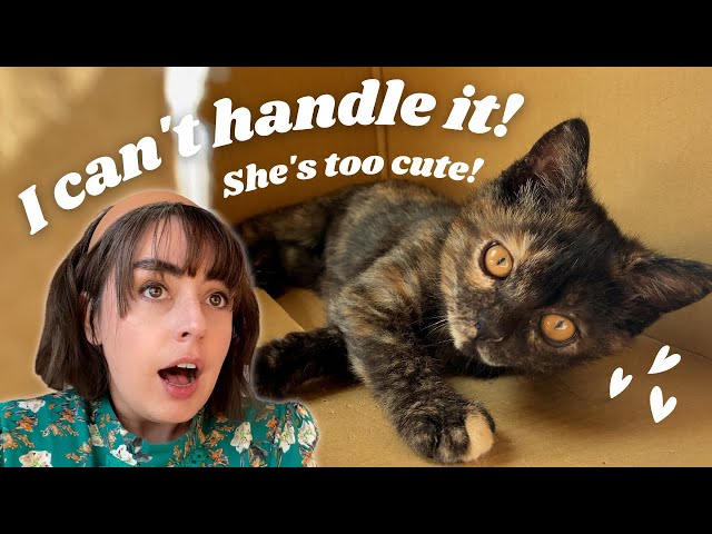 How I Adopted a Cat in JAPAN | Day in the life of an American Woman living in TOKYO